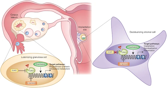 Ilustrasi Hormon Progesteron dalam persiapan penempelan embrio