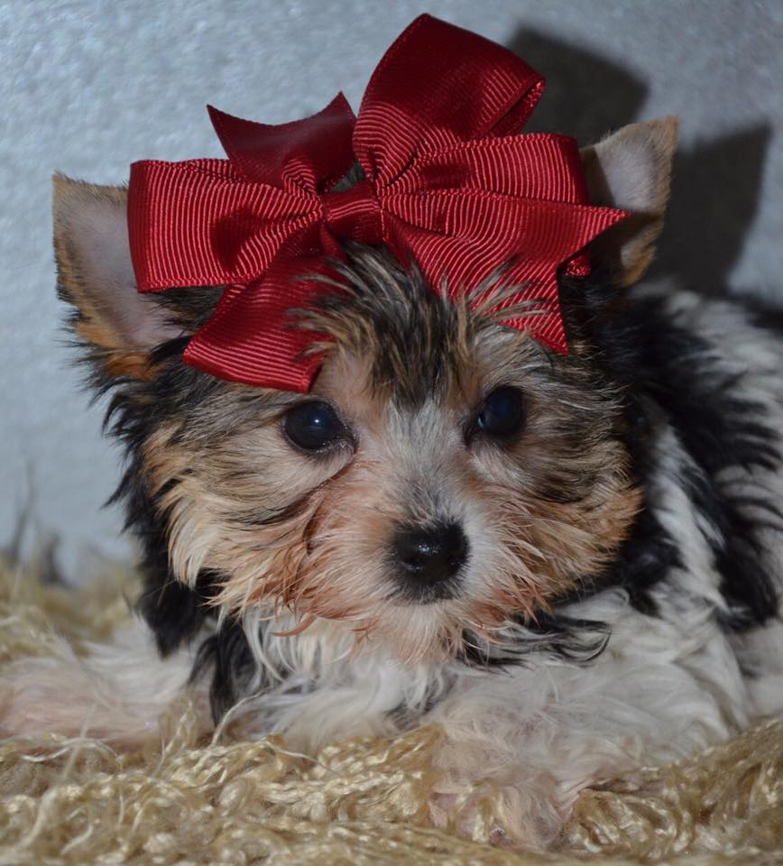 Alabama Toys & Teacups