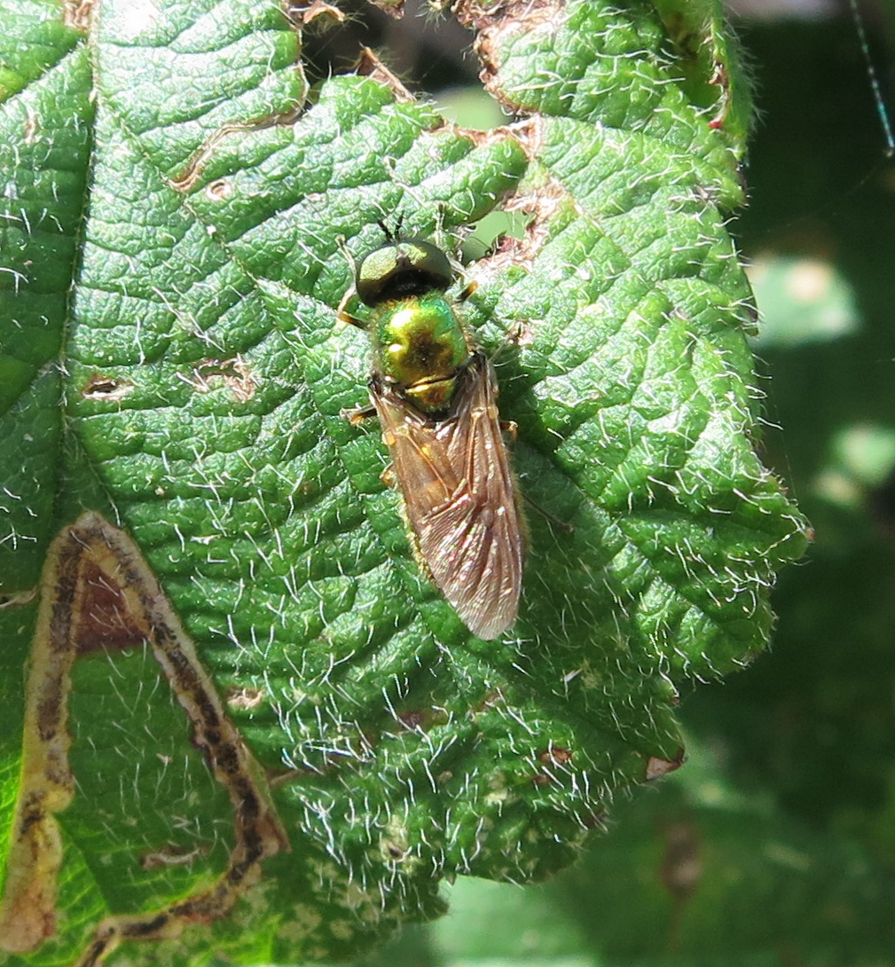 Broad Centurion Fly (Chloromyia formosa) June 25th 2014 on leaf