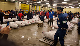 Tsukiji Market - Рыбный рынок Цукидзи, Токио