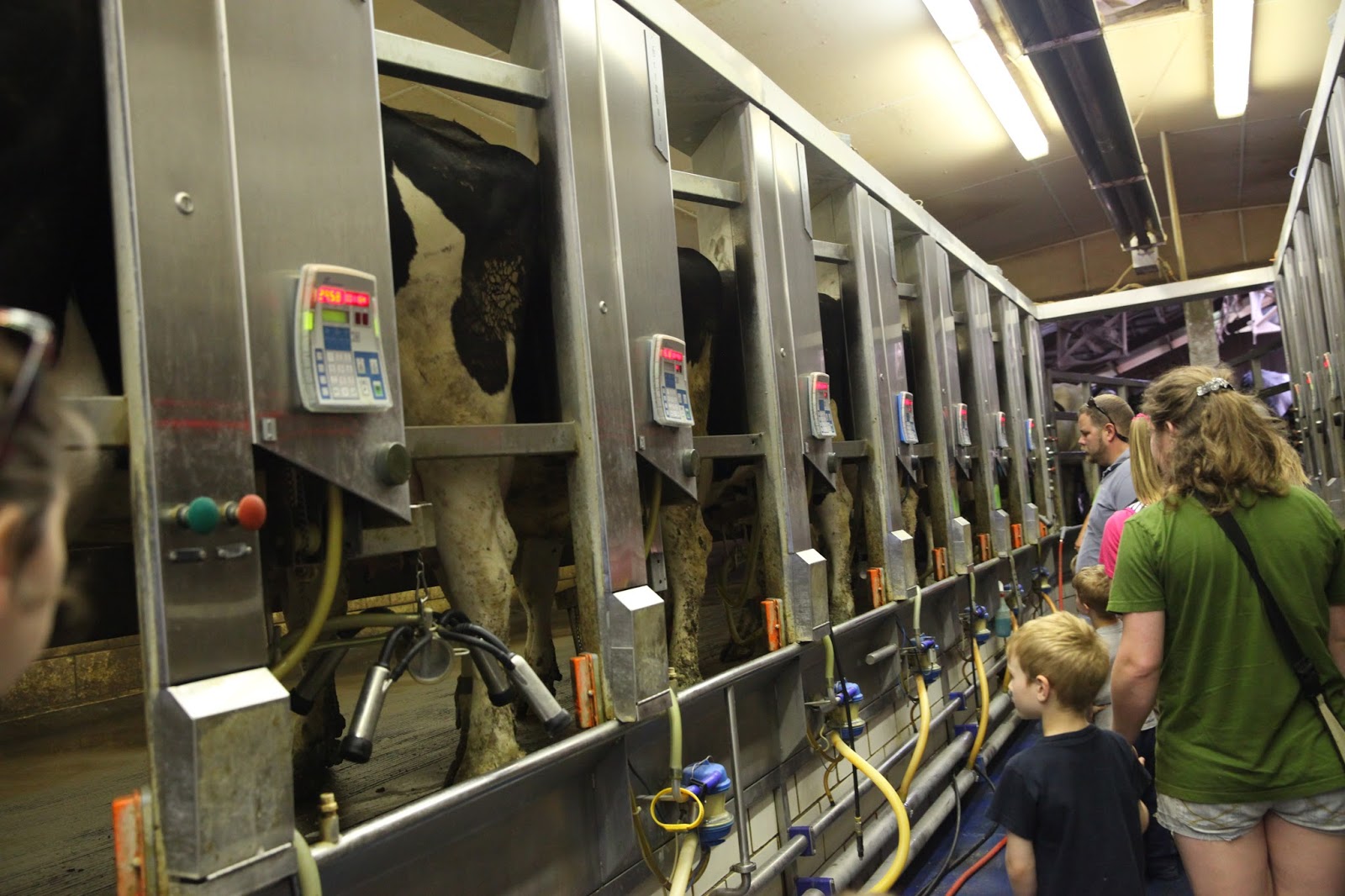 It's Fun 4 Me! School Field Trip Indian Trails Dairy Farm Byron