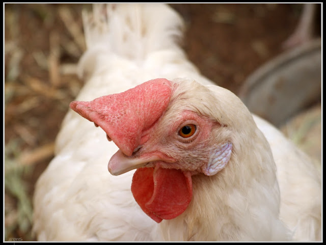 تربية الدجاج البياض في بطاريات