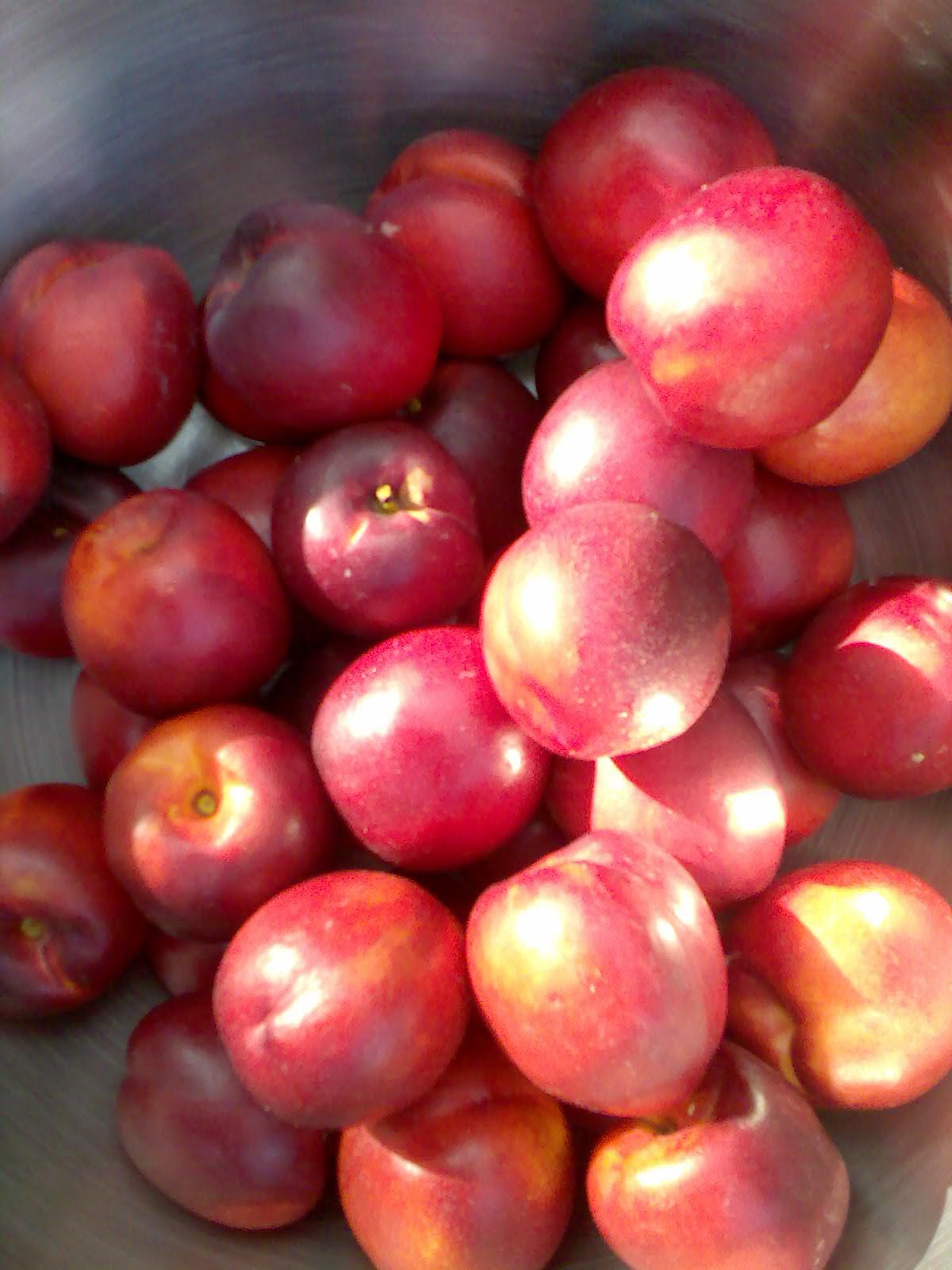 Ben's Adventures in Wine Making Nectarine Wine The Making Of...