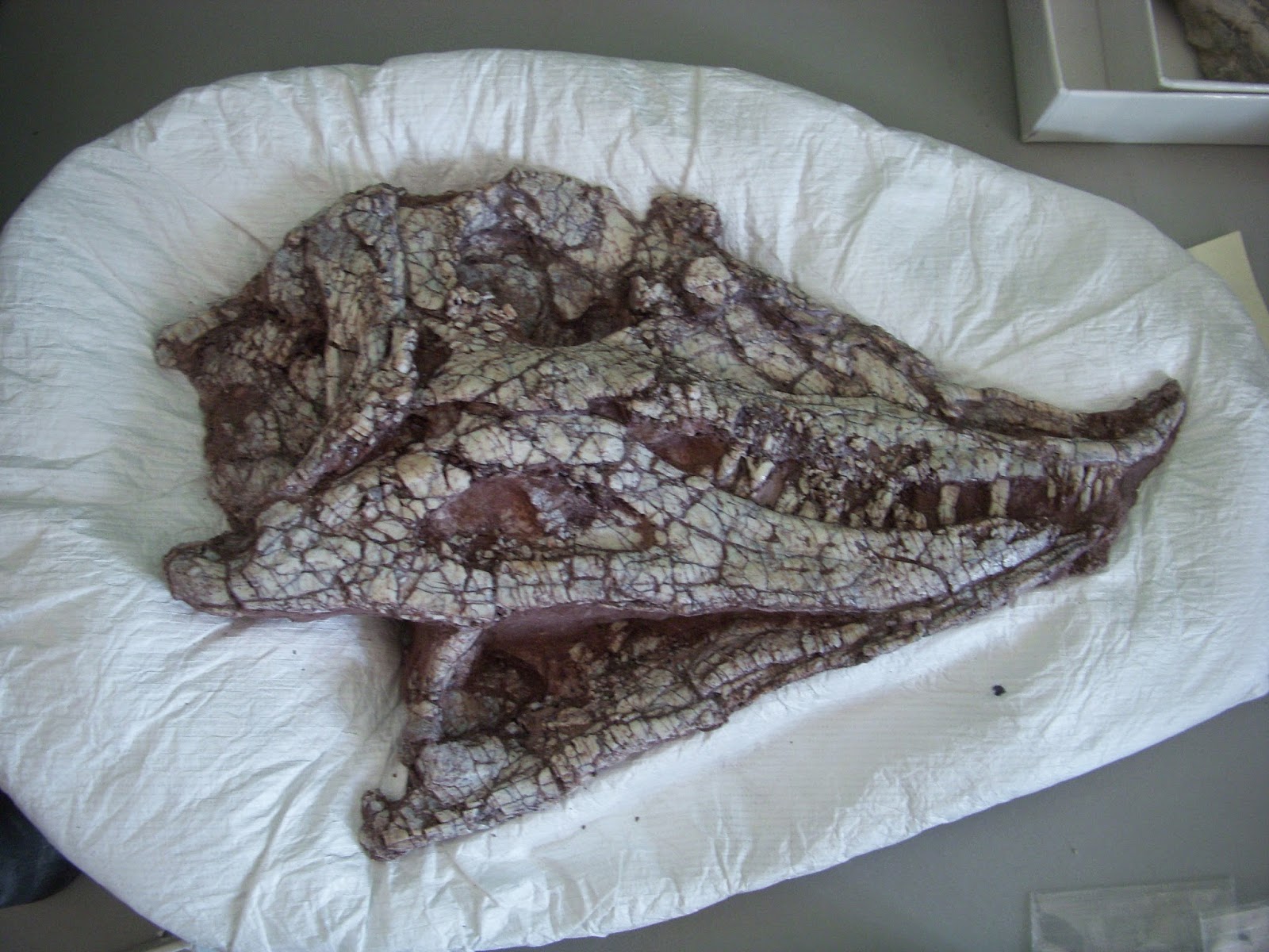 Raptormaniacs Petrified Forest National Park