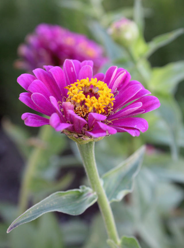 Pink Zinnia Flower