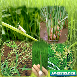 Diseases Insect Pest Weeds of Rice Field And Their Management - धान की फसल में कीट , रोग और खरपतवार का प्रबंधन