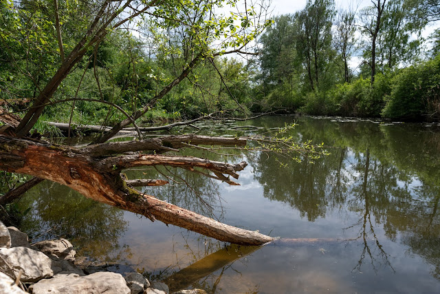 Premiumwanderweg DonAUwald  Etappe 4 von Dillingen nach Höchstädt 15