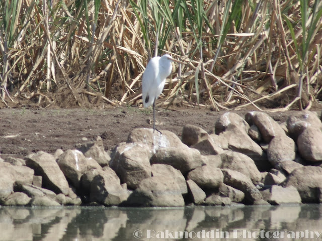 Migrated bird watching at Bhigwan kumbargaon - Simply amazing experience