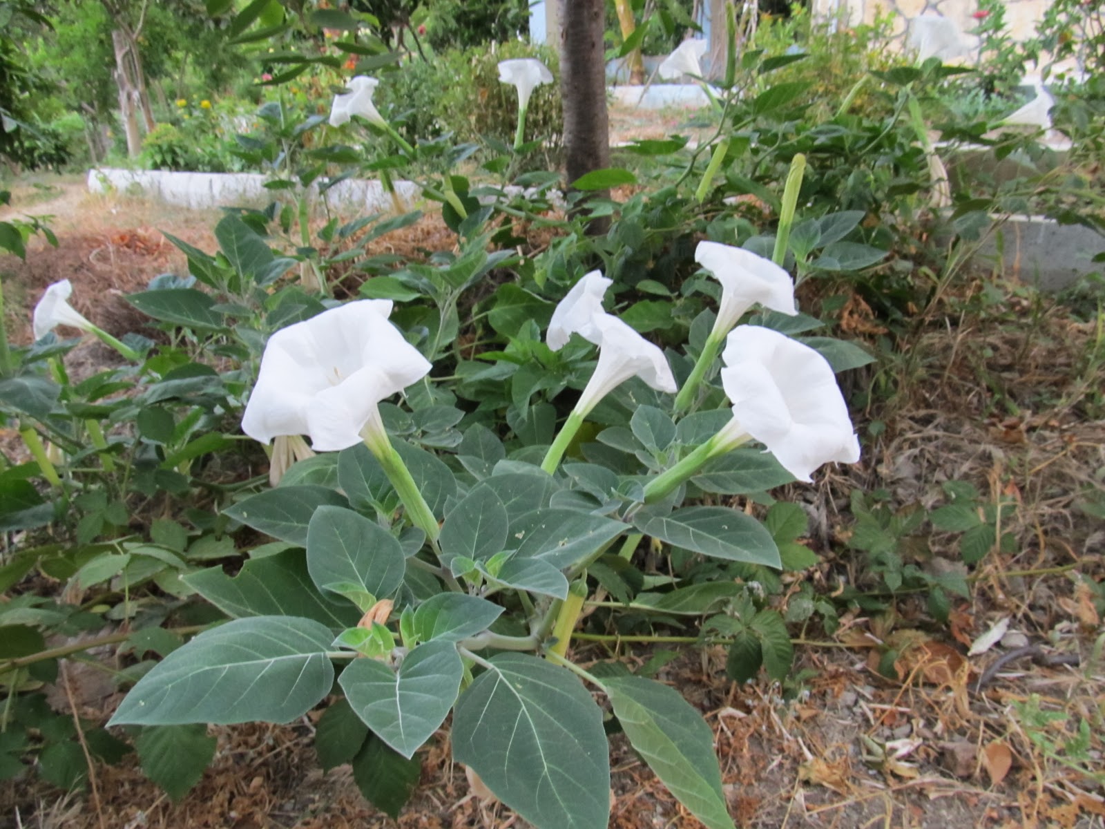 bulmaca bil tatula boru cicegi gibi adlar da verilen otsu bir bitki