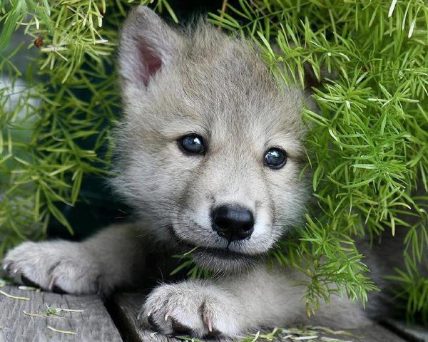 Cute Wolf pup