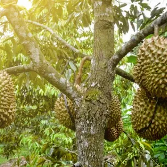 Bibit Durian Ochee