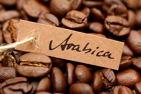 gambar bak fermentasi kopi luwak, gambar kopi arabika,  fermentasi kopi, tanaman kopi arabika,kopi arabika dan robusta