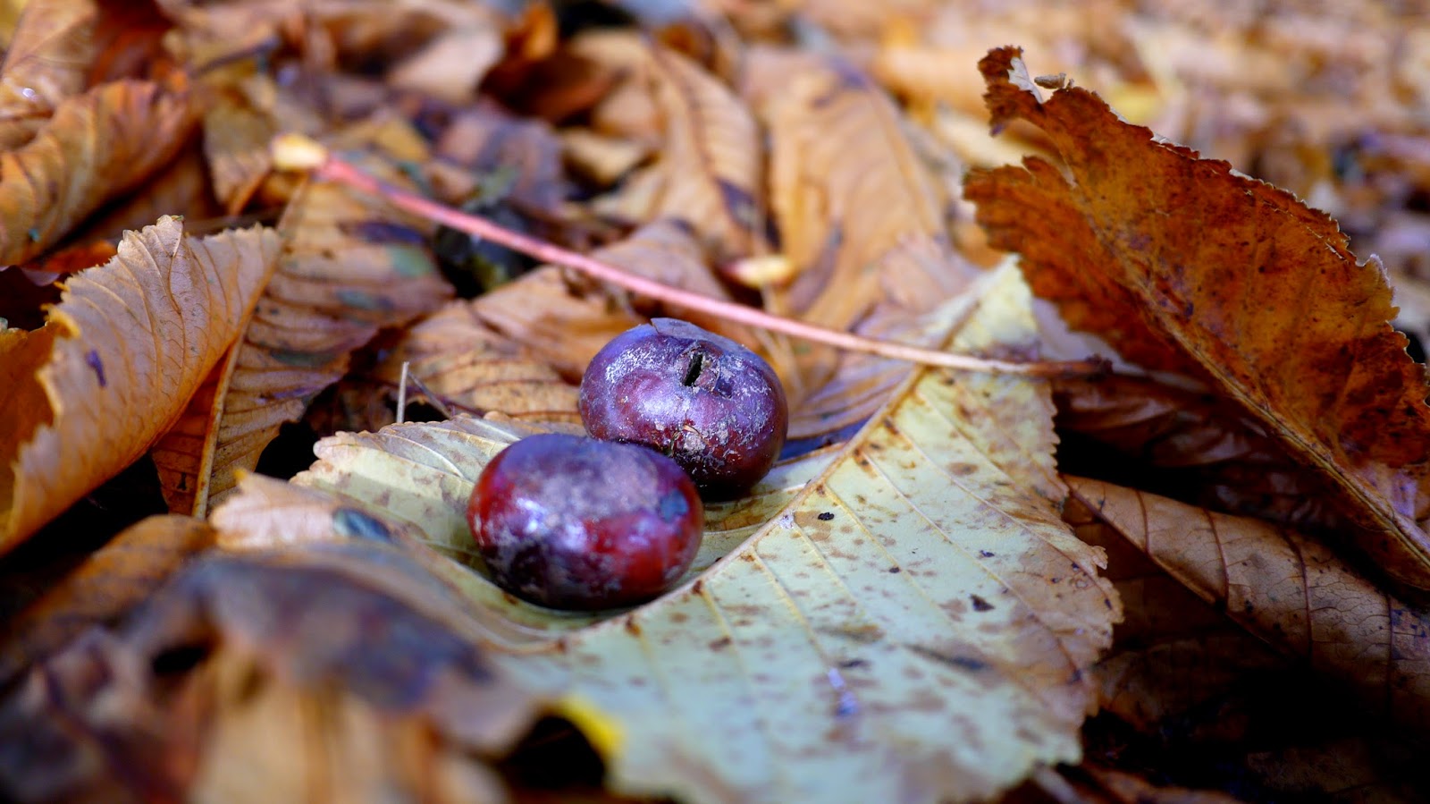 autumn conkers