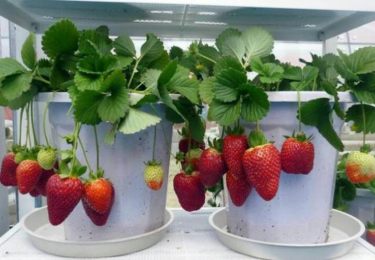 Bibit buah strawberry siap berbuah BISACOD Bau-Bau