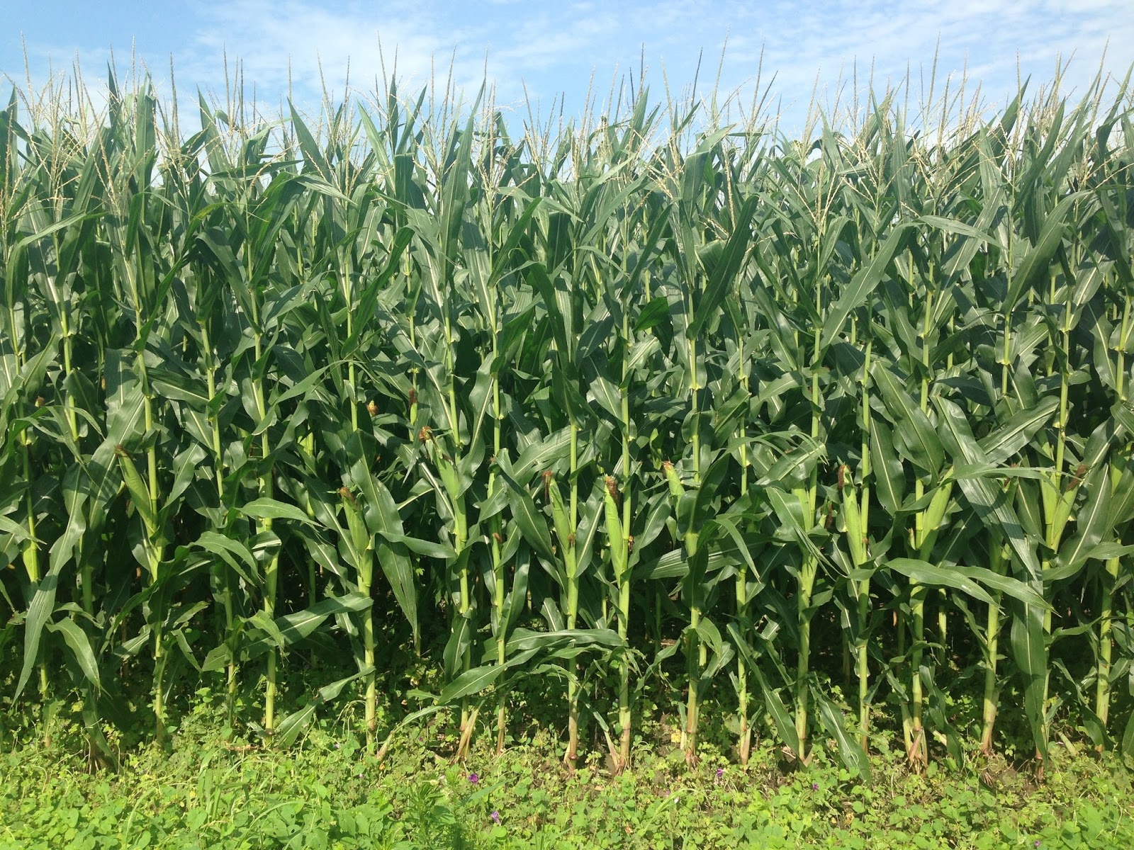 The Adventure Begins Iowa corn, corn and corn