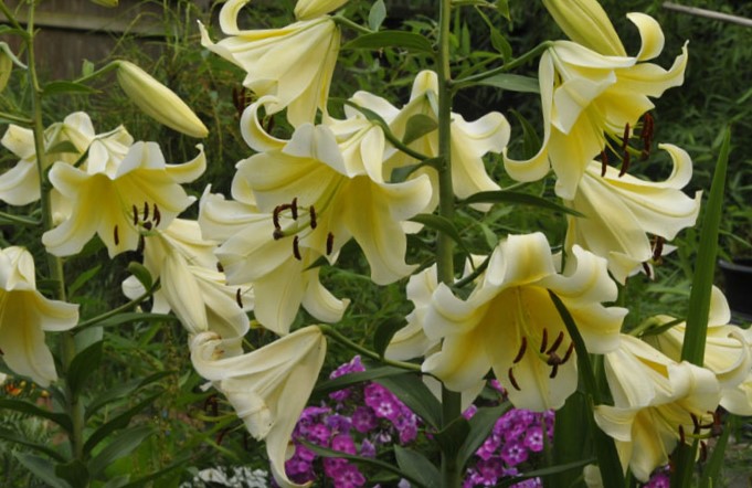 HOW TO GROW LILY CONCA D’OR |The Garden of Eaden