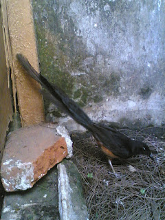 Burung Murai Batu - Jauhkan Ganguan Predator dan Parasit yang Mengganggu Indukan Burung Murai Batu Dalam Mengerami Telurnya - Penangkaran Burung Murai Batu