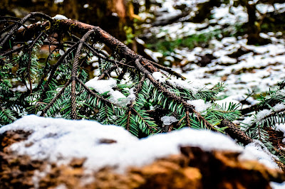 Ice flakes on pine cones Ice flakes on pine cones: Photo by Jayashree Sengupta @DoiBedouin