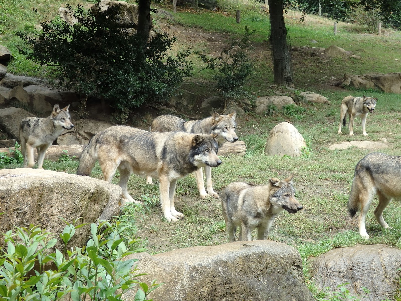 Le parc animalier des Pyrénées renoue avec le public au printemps