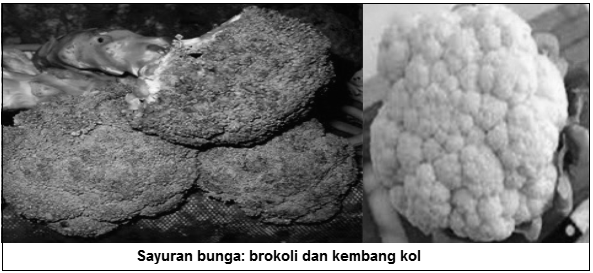 Bagian Tanaman Yang Membengkak Karena Penimbunan Makanan Disebut Sebutkan Itu