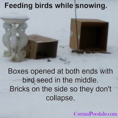 Feeding wildlife during the snow.