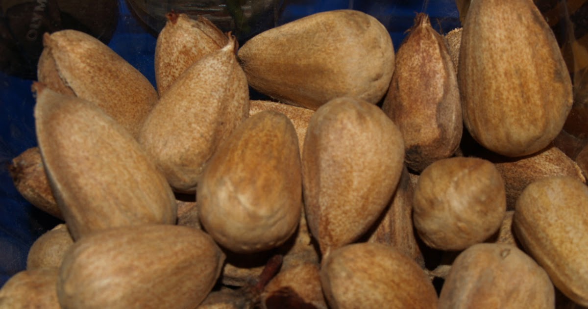 Florez Nursery Bunya Nut, Araucaria bidwilli