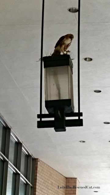 a hawk in brooklyn