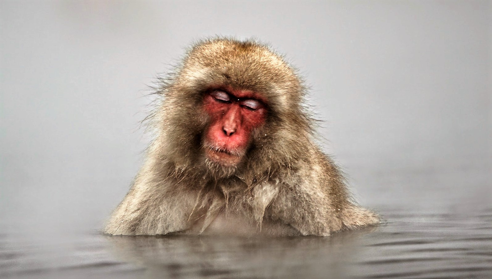 5five5 Jigokudani monkey park (Yamanouchi Japan)