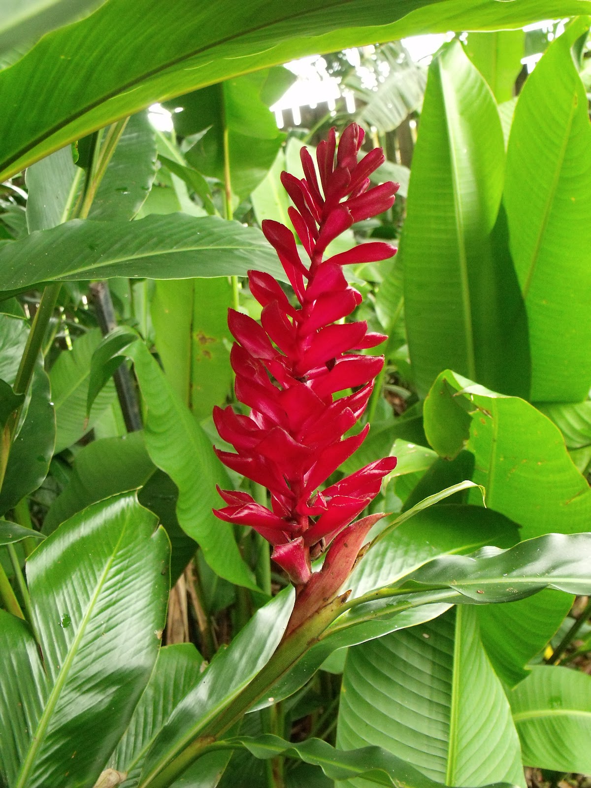 flowers for flower lovers. Red ginger flowers pictures. ALPINIA