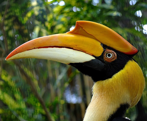 Indira Gandhi Wildlife Sanctuary and National Park - Tamil Nadu Holy