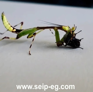 فرس النبي يفترس ذبابة المقابر الزرقاء leaf mantis