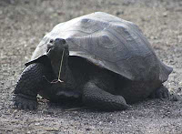 Giant Galapagos Turtle in the wild at Urbina Bay, Isabela Island, Galapagos