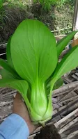 sayuran pak choy, pak coy, pak choy white Takii seed, jual benih sawi, toko pertanian, toko online, lmga agro