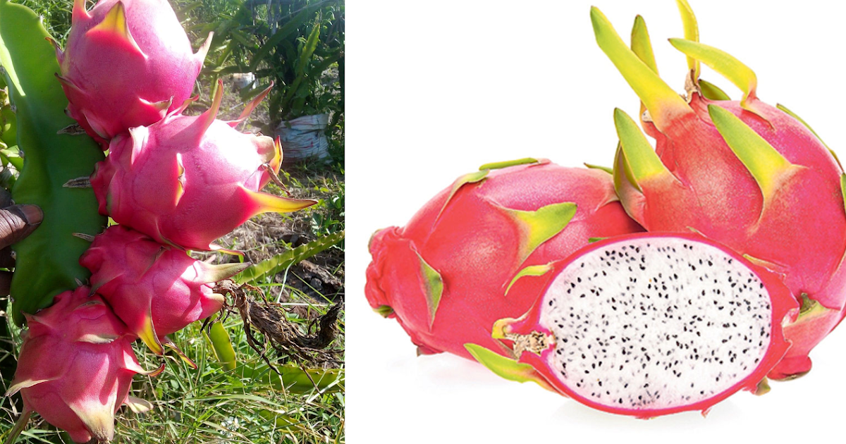 Rich Farm Kenya Why Dragon Fruit Is Set To Be The Next Big Thing In