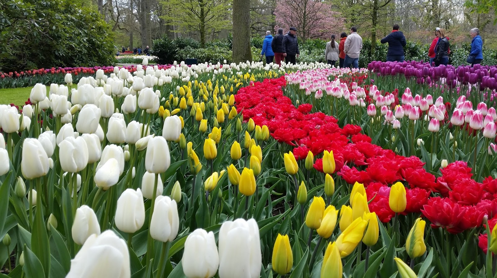 JollyDays Supported Holidays Dutch Bulb Fields & Amsterdam with Derek