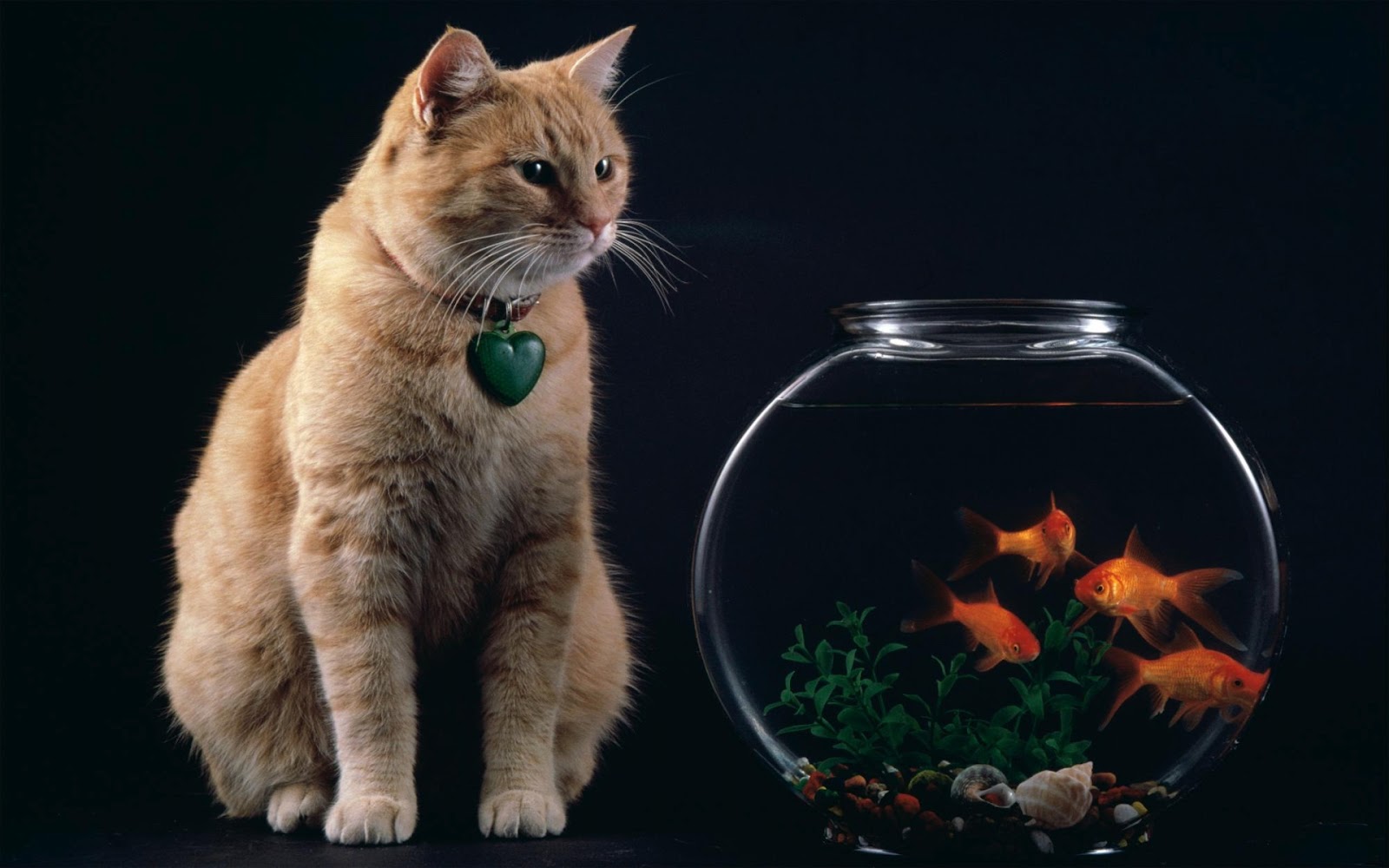 cat and fish in harmony cat and fish in harmony