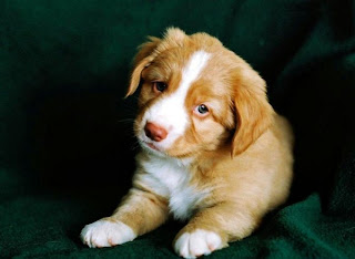 A Sad cute brown and white puppy sitting on a sofa | cute puppy pictures