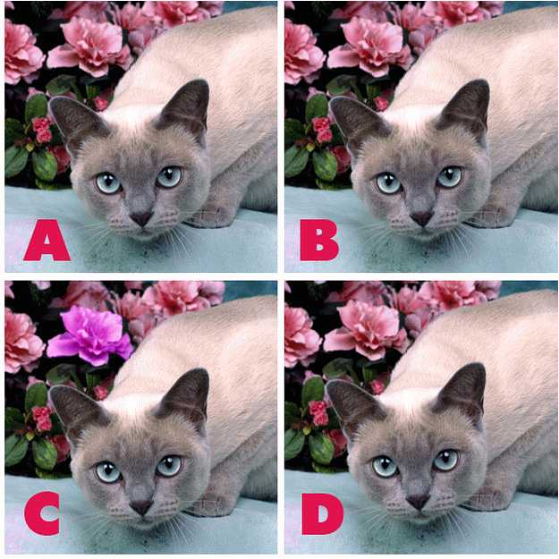 ADGATE Quiz Diva Kitty Difference (ANSWERS) Swagbucks Help