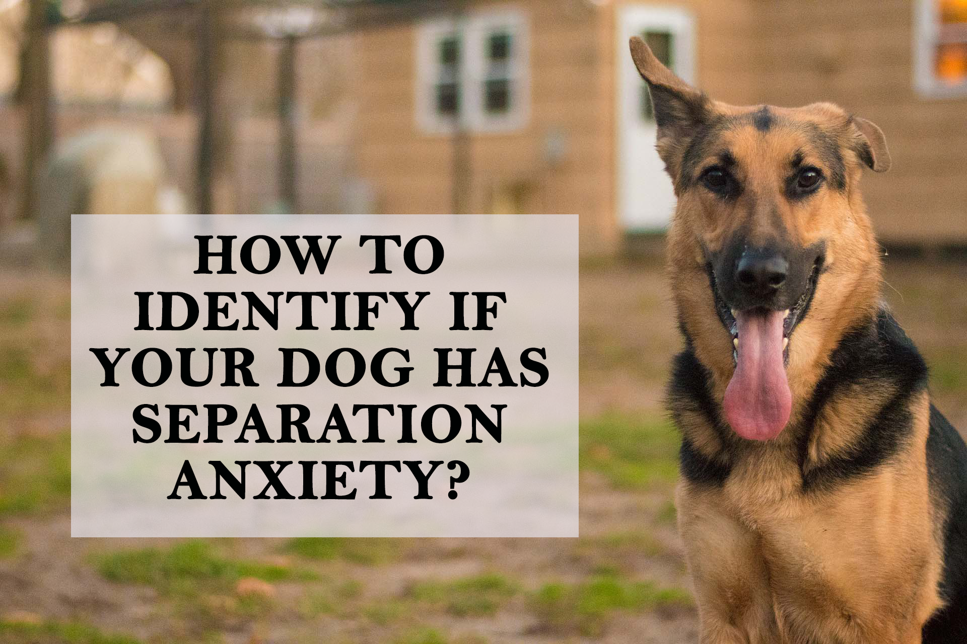 How to identify if your dog has separation anxiety