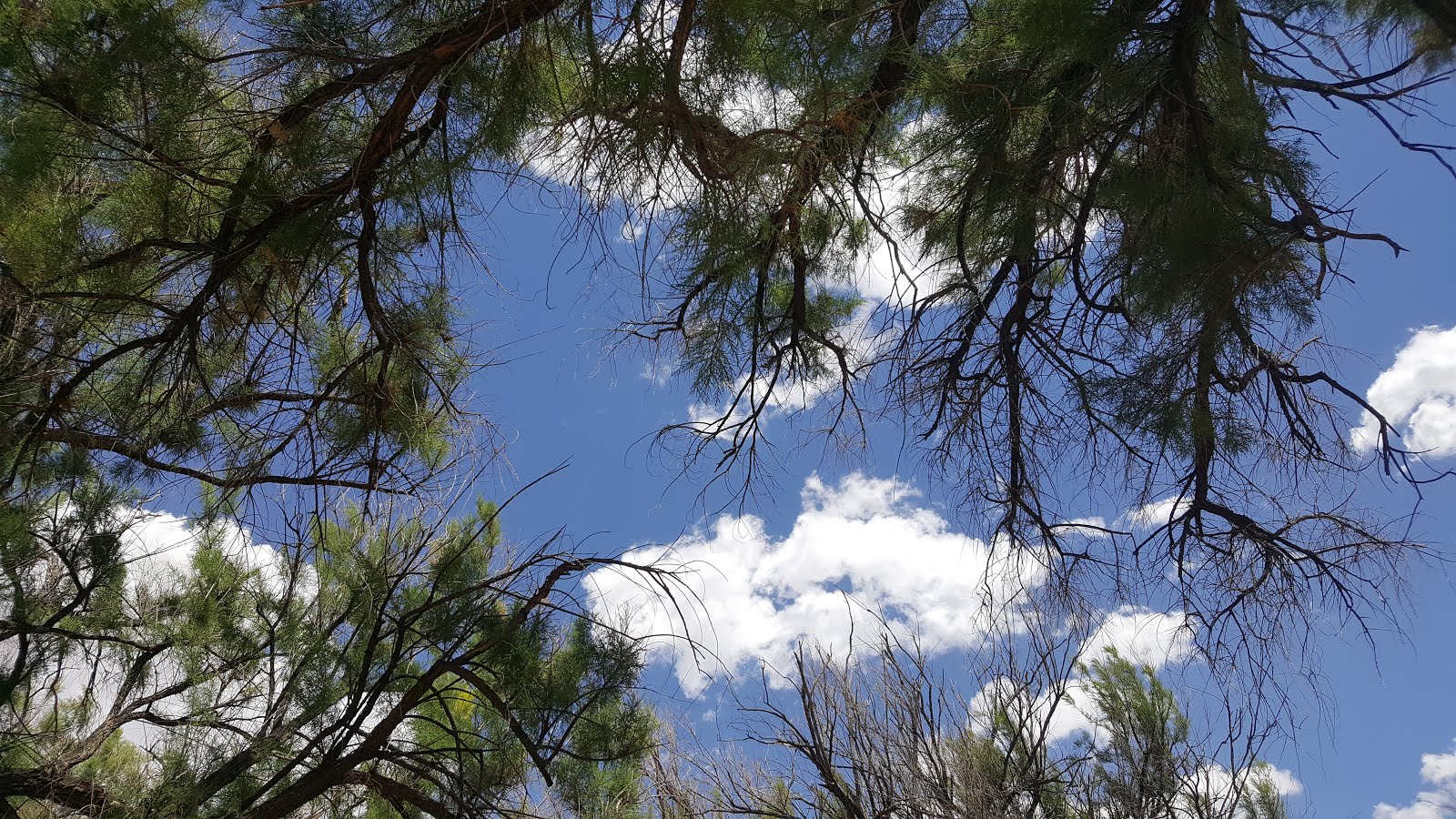 Dick's sporting goods soccer jerseys 24-25