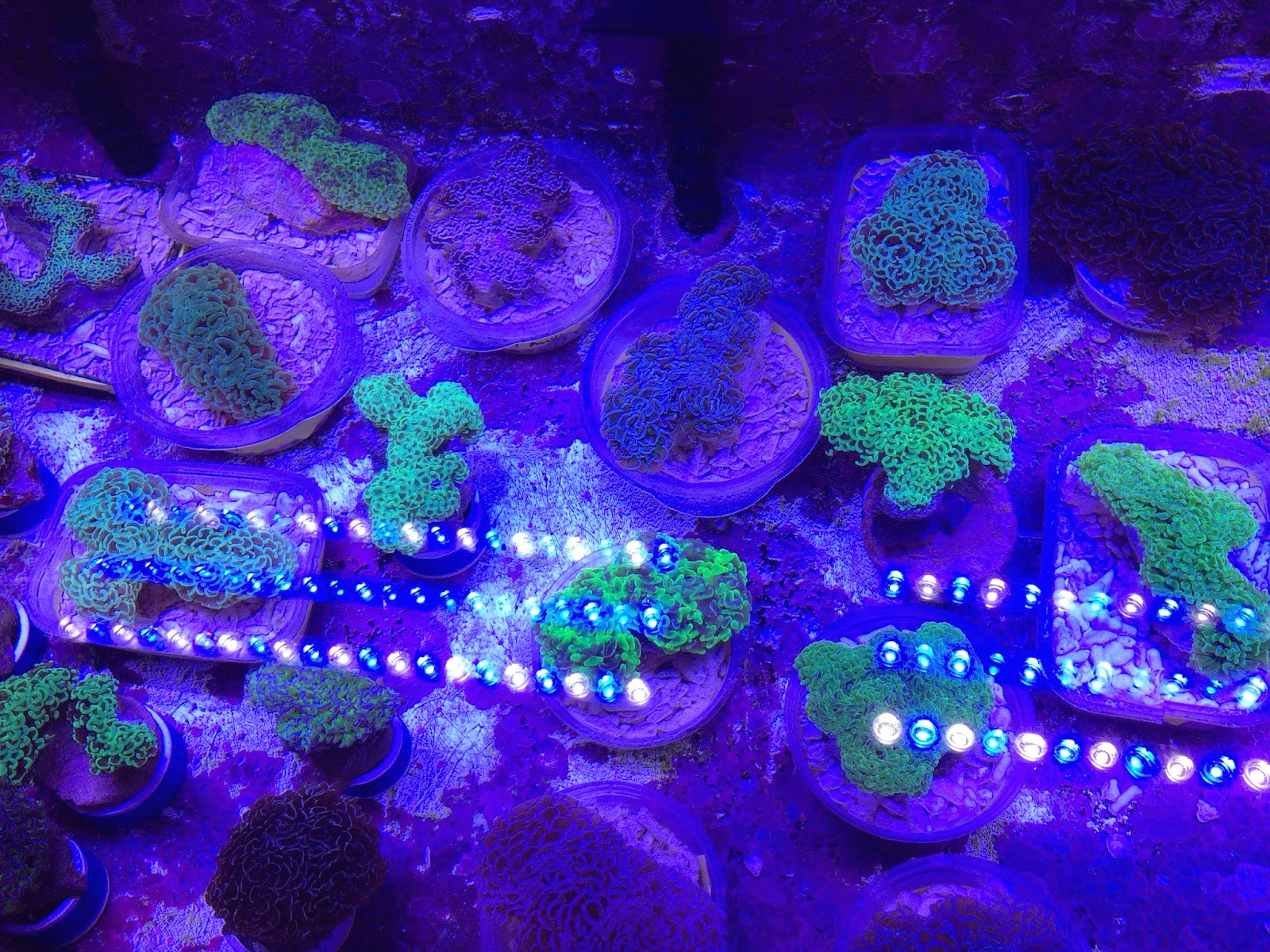 lps hammer coral