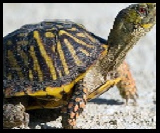 My pet turtle essay picture