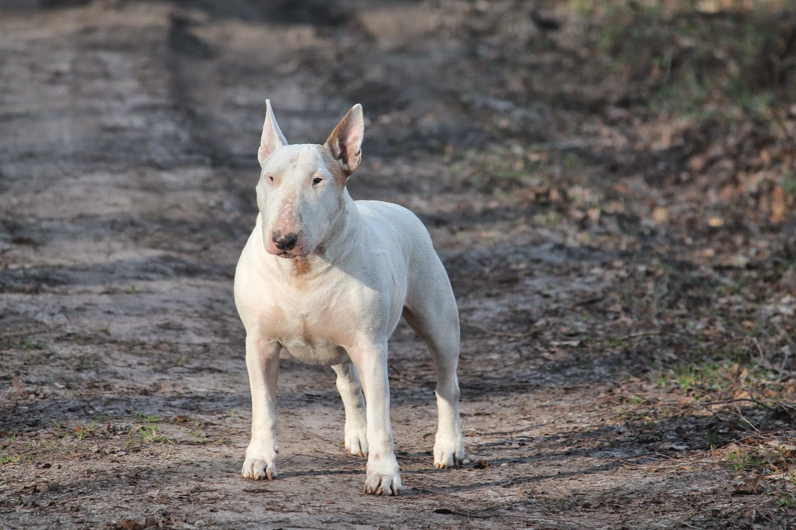 Indian Dogs Kennel Foto's