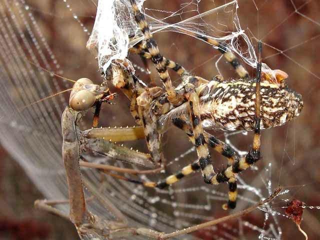 A battle between a spider and a mantis, animal fights, animal battle