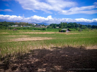 Natural Landscape Of The Rice Fields After Harvesting On A Sunny Day At Umeanyar Village North Bali Indonesia
