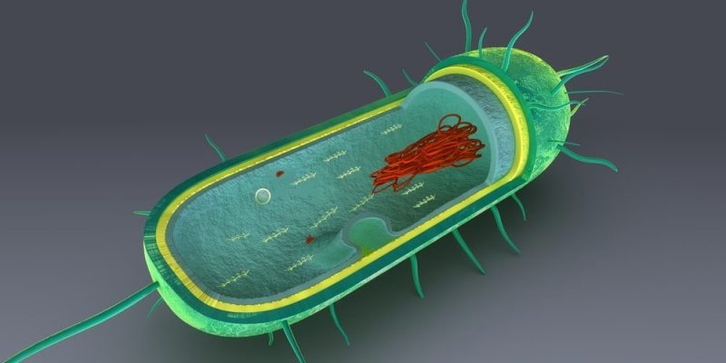 Células procariota