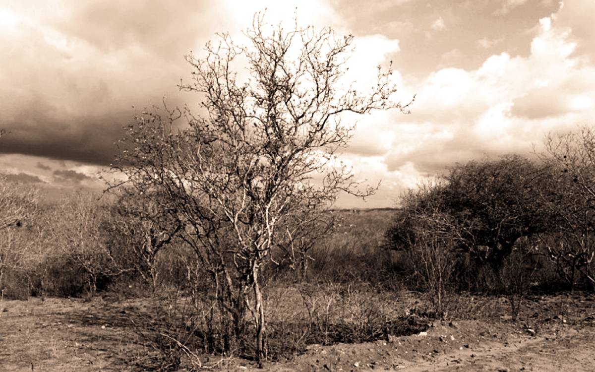 literatura erudicao cultura euclides cunha sertoes canudos