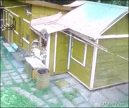 Cats Can Be Such Graceful Creatures Cat Gifs Kitten Gifs