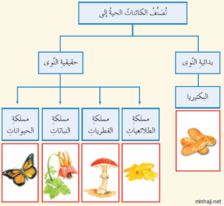 المخلوقات تصنيف أصغر الحية مستوى أصغر لبنات