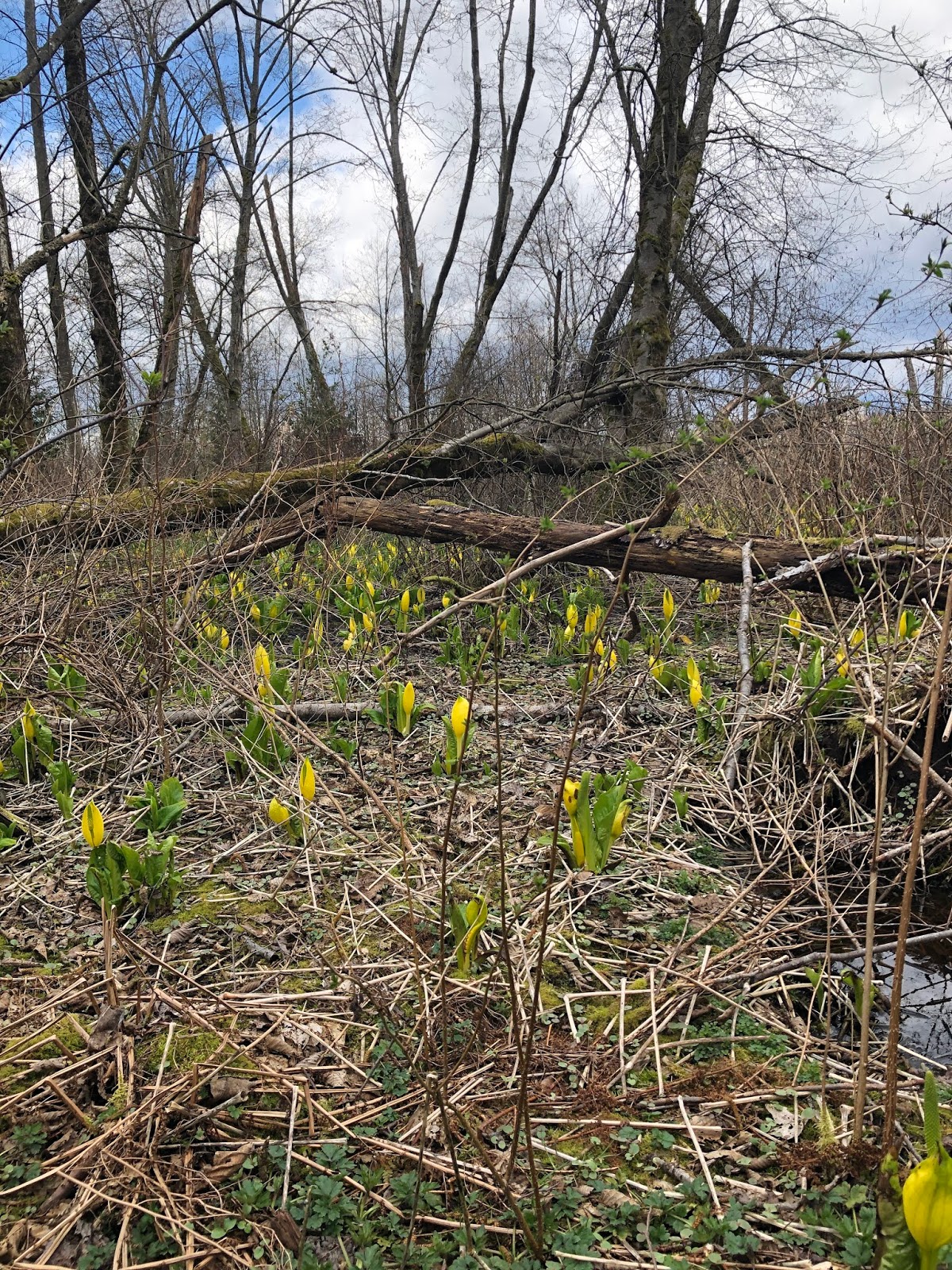 Time and Skunk Cabbage Wait for No WoMan (or Covid, for that matter)